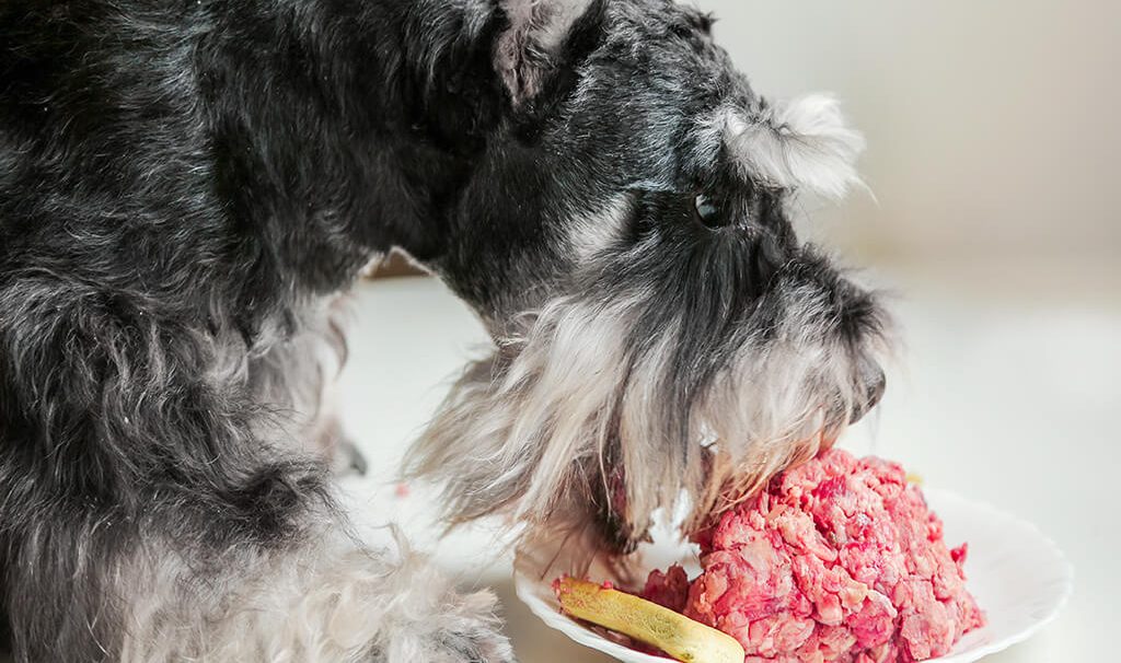 Dieta a base di carne cruda per il cane: i rischi, i falsi miti e la soluzione