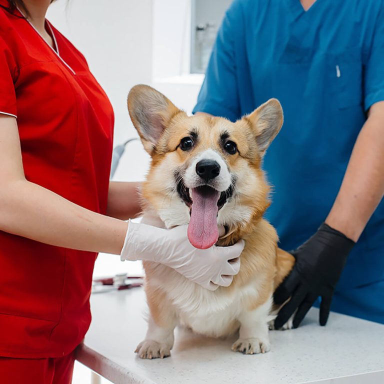 5-sintomi-per-capire-se-il-tuo-cane-ha-preso-i-vermi-intestinali