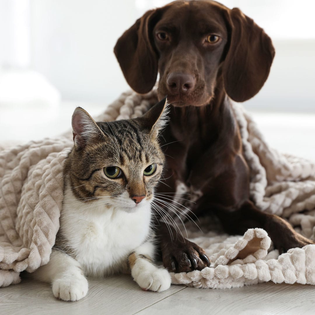 sintomi vermi intestinali nel cane e nel gatto