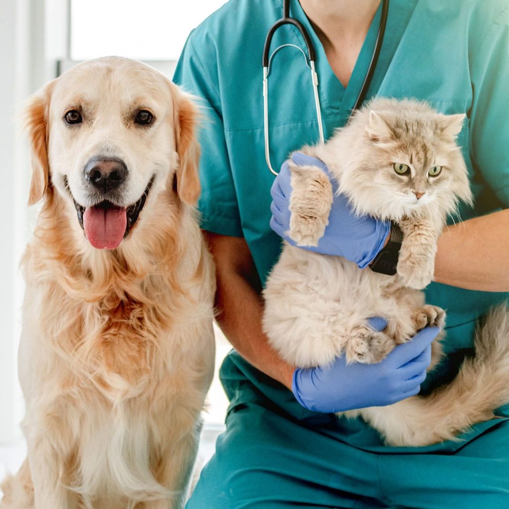 vermi intestinali di cani e gatti