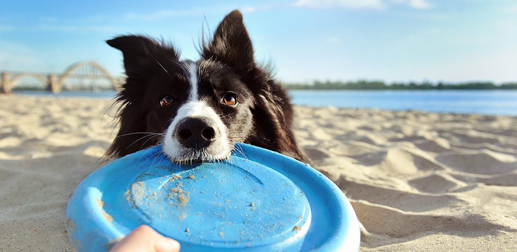 Le regole da seguire per portare il tuo cane in vacanza
