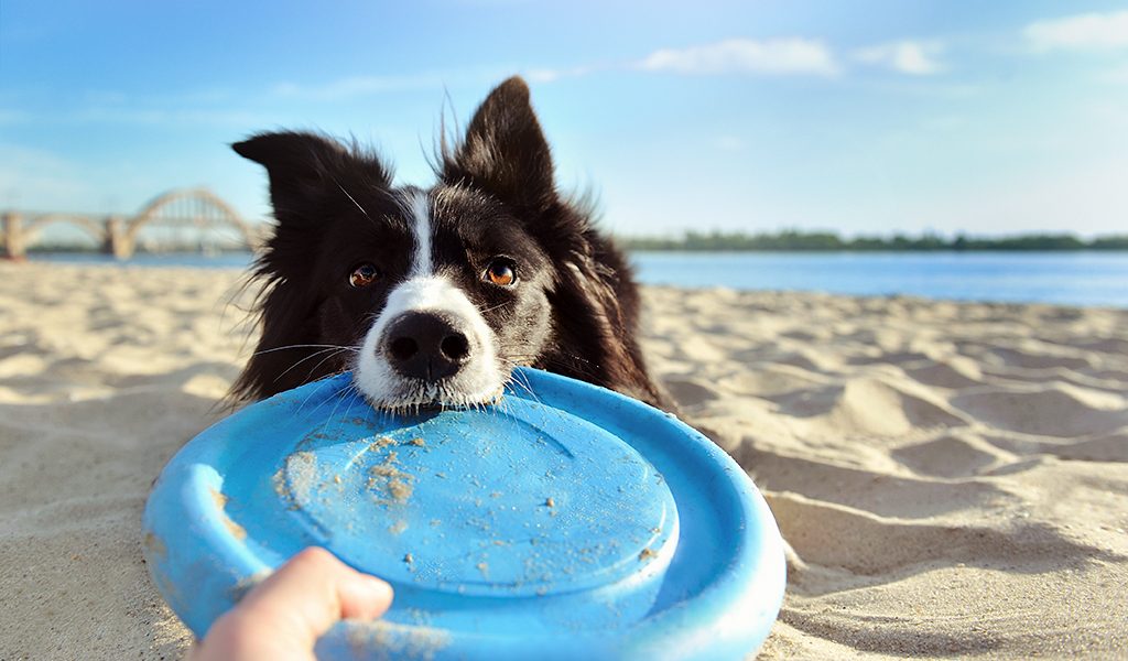 Le regole da seguire per portare il tuo cane in vacanza