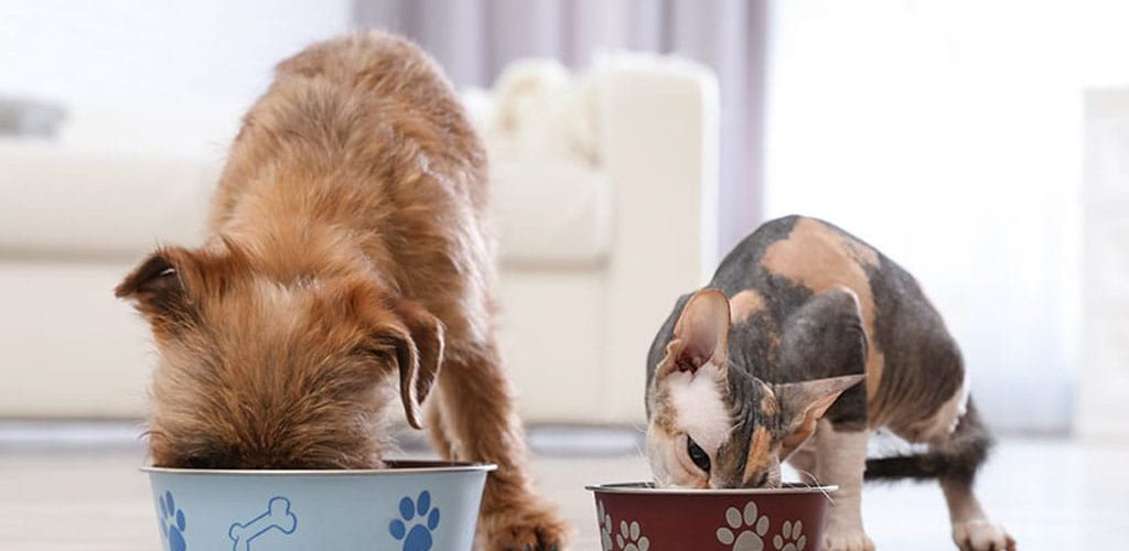 Carne-di-maiale-a-cane-e-gatto-rischi-e-benefici
