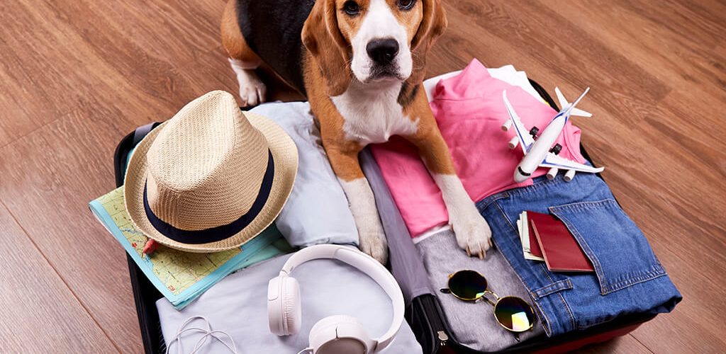 passaporto cani