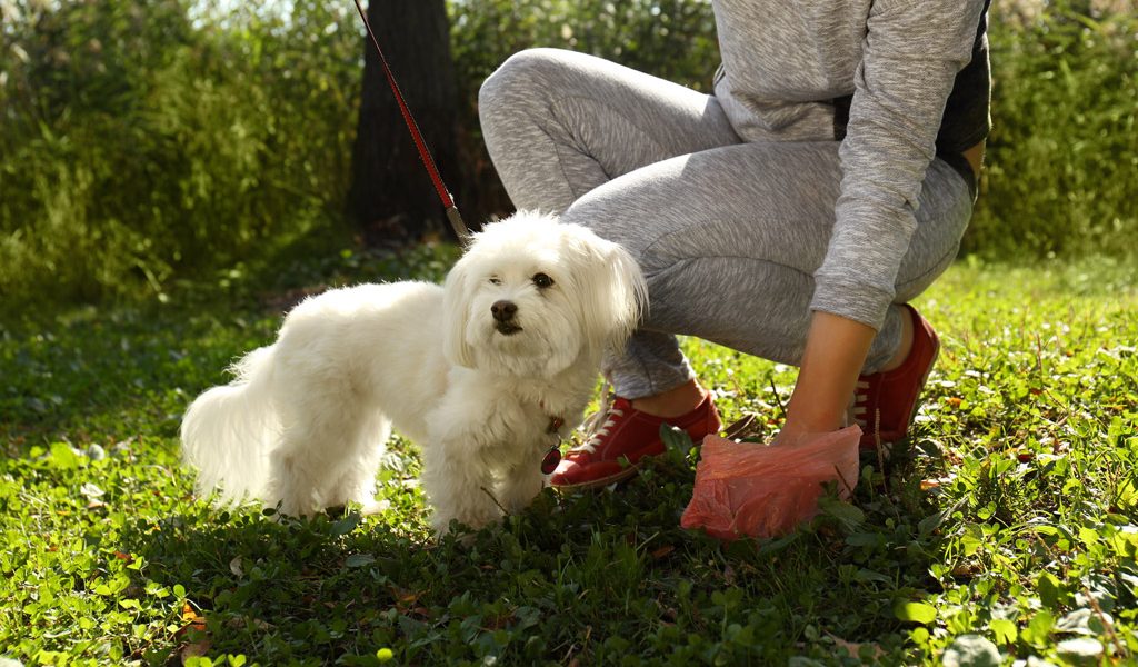 La raccolta delle feci del cane: il primo atto di prevenzione contro i  vermi intestinali – Nemici Invisibili
