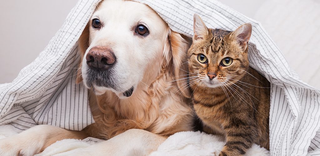 cani, gatti e vermi intestinali
