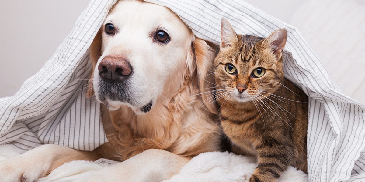 cani, gatti e vermi intestinali