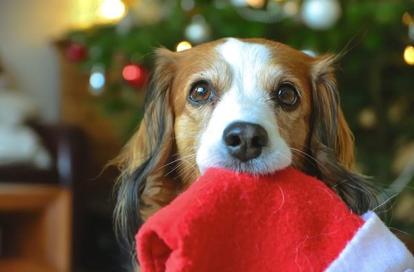 cute-little-dog-bringing-santa-s-hat-for-christmas-2022-11-16-16-31-15-utc