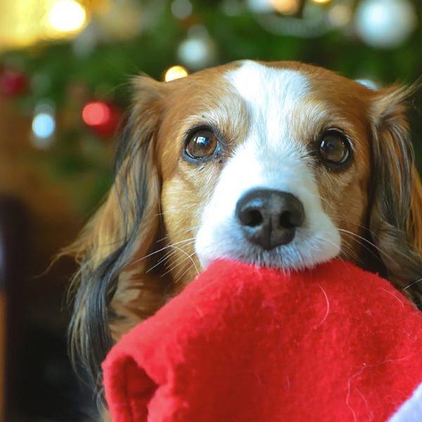 cute-little-dog-bringing-santa-s-hat-for-christmas-2022-11-16-16-31-15-utc
