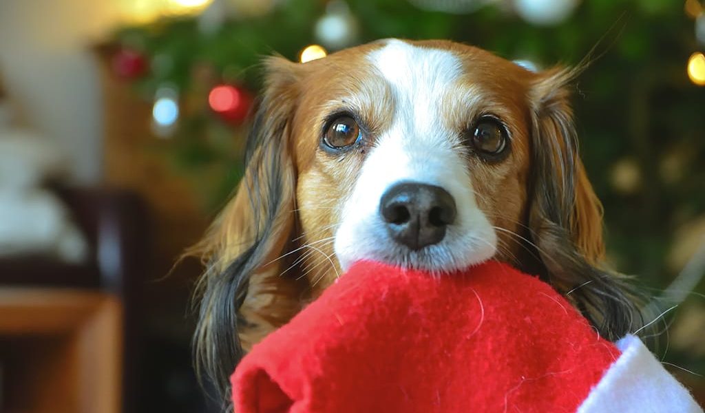 Feste di fine anno: 5 cibi da evitare per i cani – Nemici Invisibili