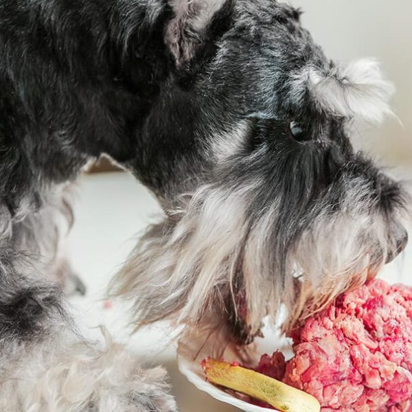 Dieta a base di carne cruda per il cane: i rischi, i falsi miti e la soluzione
