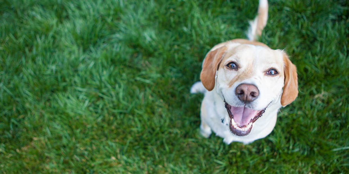 Prurito anale del cane: cosa significa quando fido strofina il sedere a terra?